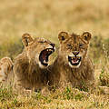 Zwei Löwen in Tansania © Lyle Wood