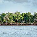 Mangroven schützen Küste und Klima © Jonathan Caramanus / Green Renaissance / WWF