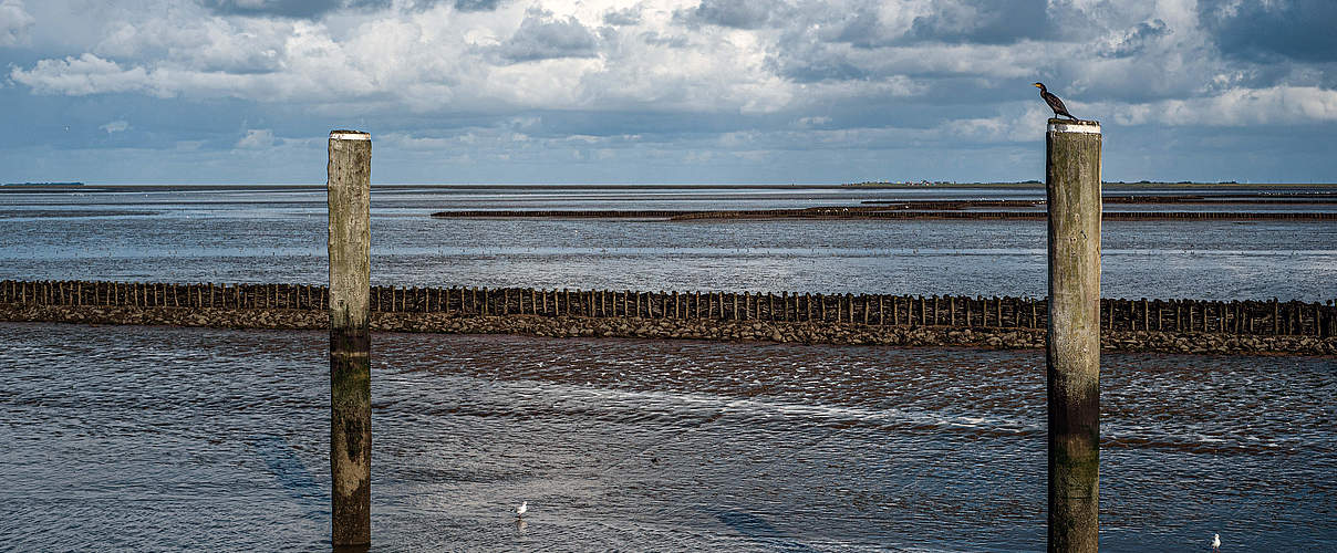 Meeresspiegelanstieg an der Nordseeküste © Claudia Nir / WWF