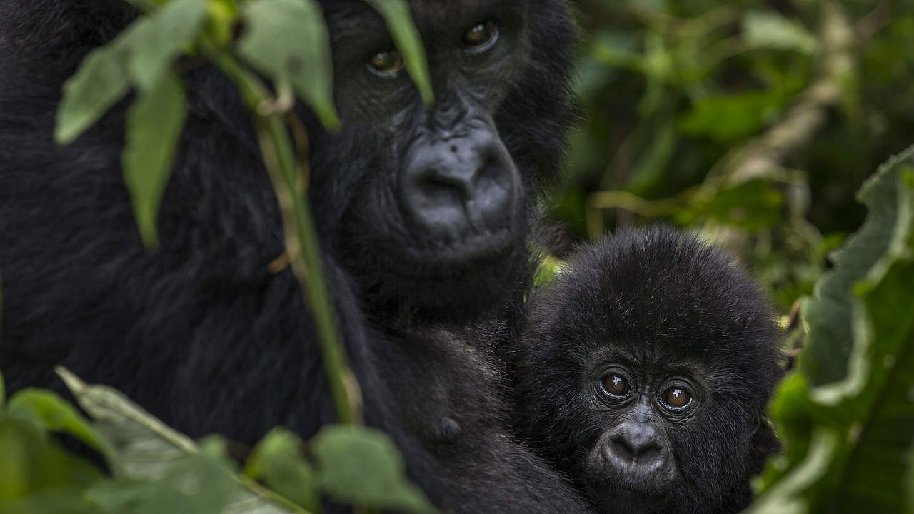 Gorillafamilie im Virunga-Nationalpark © Brent Stirton / Reportage for Getty Images / WWF