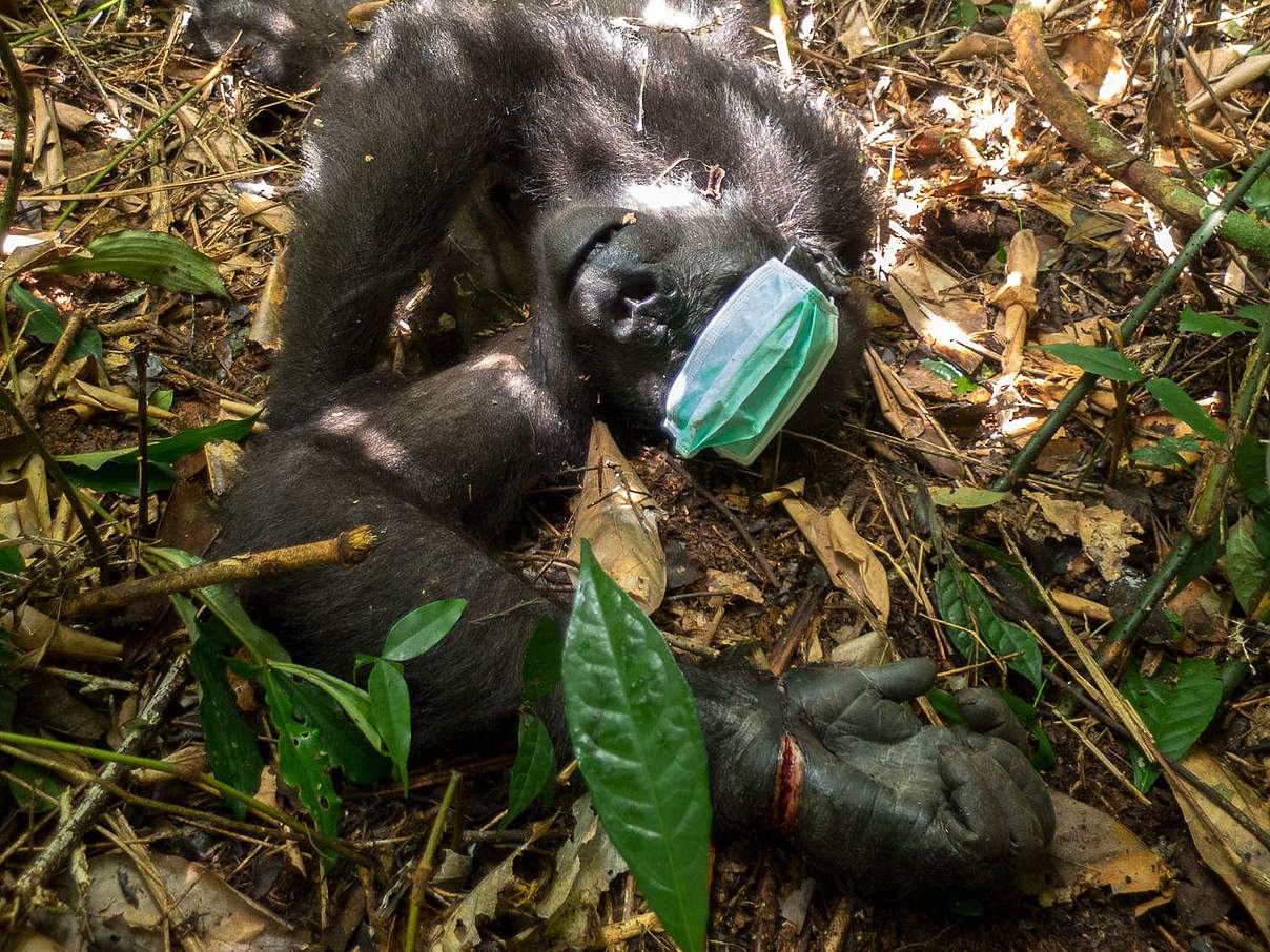 Gorilla für OP ruhig gestellt © C. Whittier / WWF
