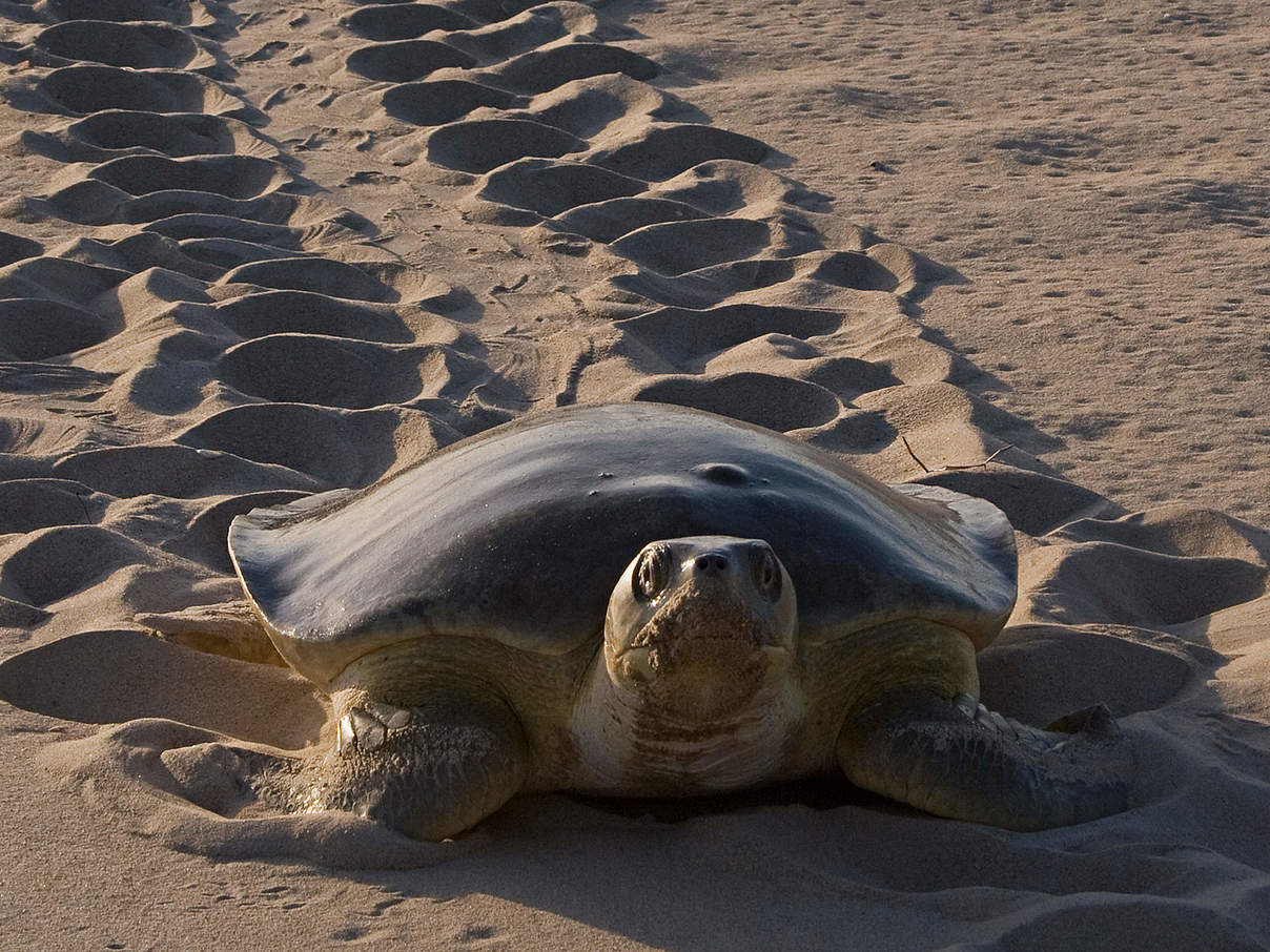 Australische Suppenschildkröte © naturepl.com / Doug Perrine / WWF