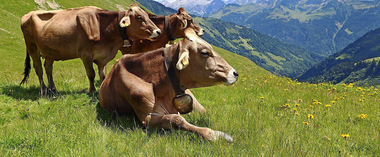 Rinder auf der Wiese © Astrid860 / iStock / Getty Images Plus