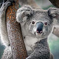 Koala in einem Baum © Shutterstock / Yatra / WWF