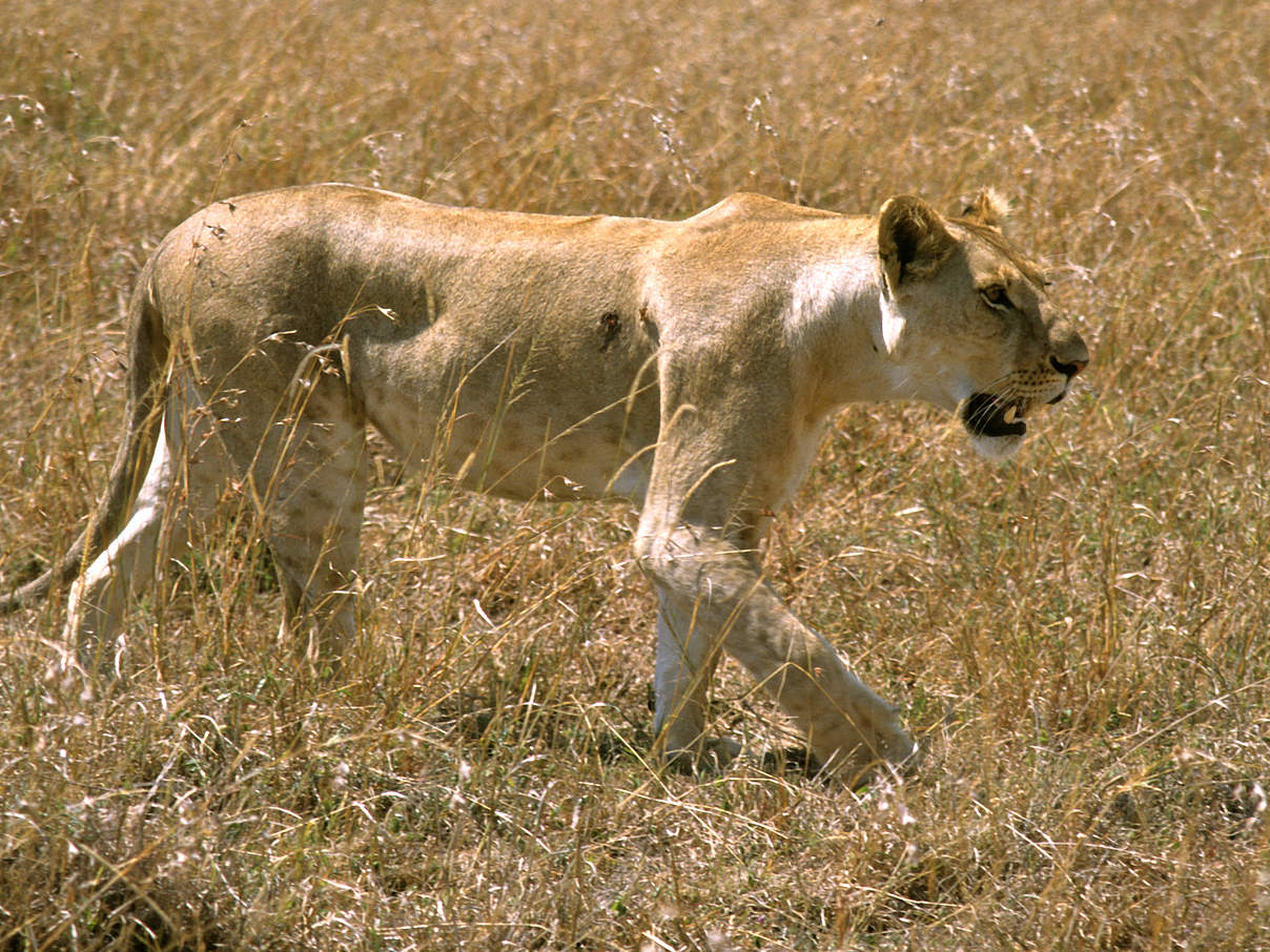 Löwe in der Savanne Kenias © Deborah Gainer / WWF US