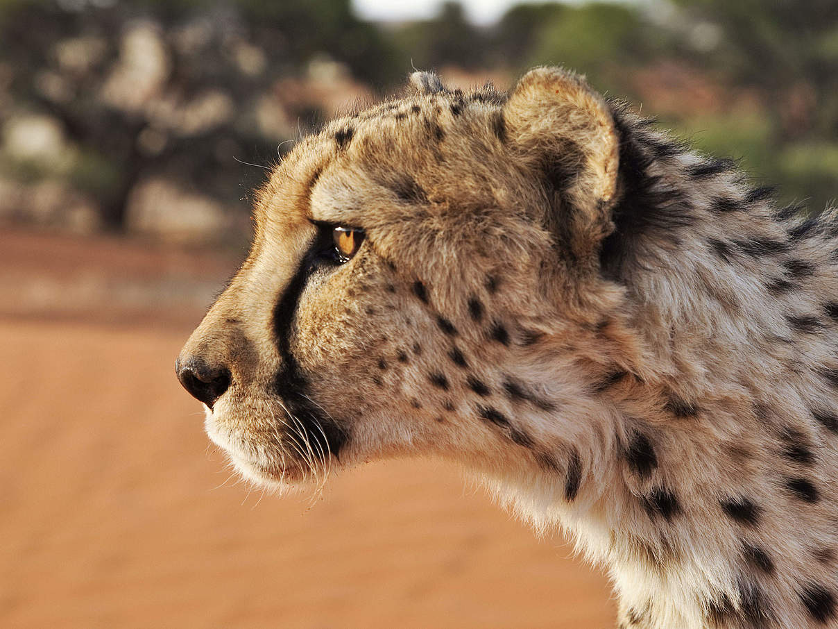 Gepard © Martin Harvey / WWF