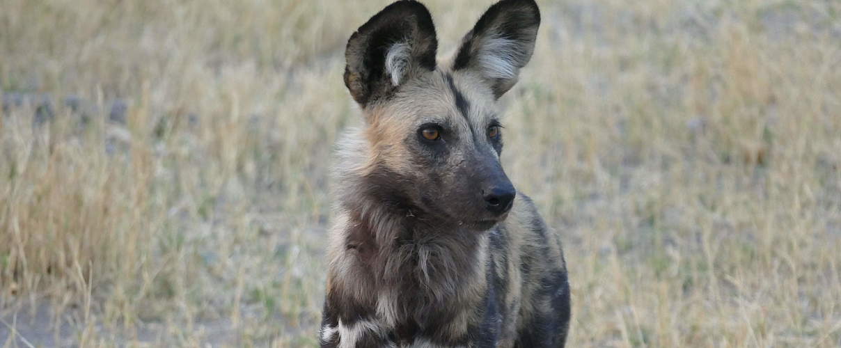 Afrikanische Wildhunde haben unterschiedliches Fell © Kim Shraibati