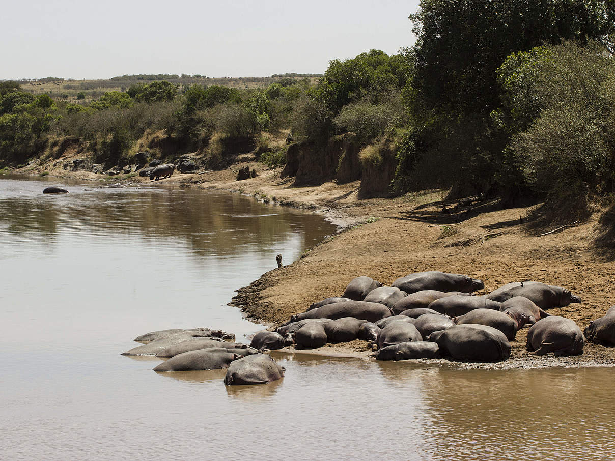 Der Mara in Kenia © Diana Rudenko / WWF