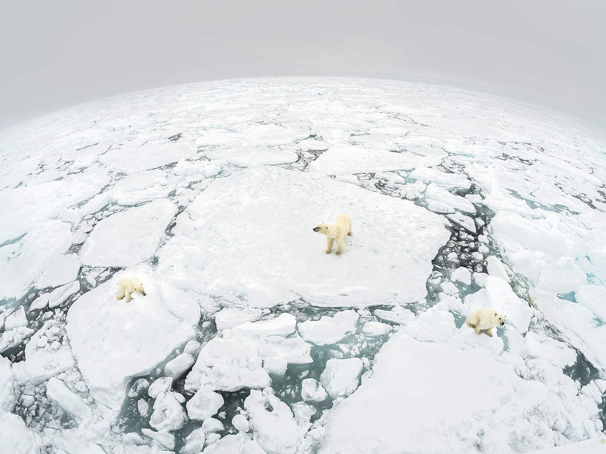 Eisbären auf Eisschollen © Richard Barrett / WWF-UK