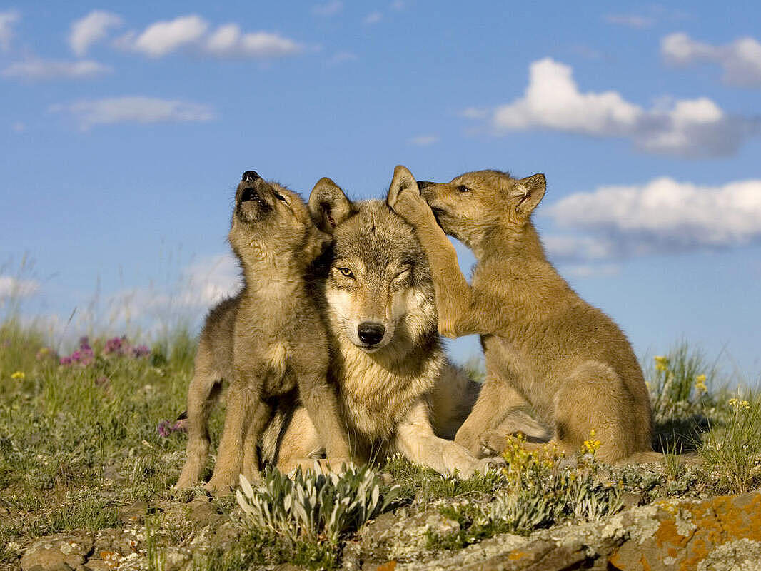 Grauwolf-Weibchen mit zwei Jungtieren © naturepl.com / Klein & Hubert / WWF