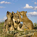 Grauwolf-Weibchen mit zwei Jungtieren © naturepl.com / Klein & Hubert / WWF
