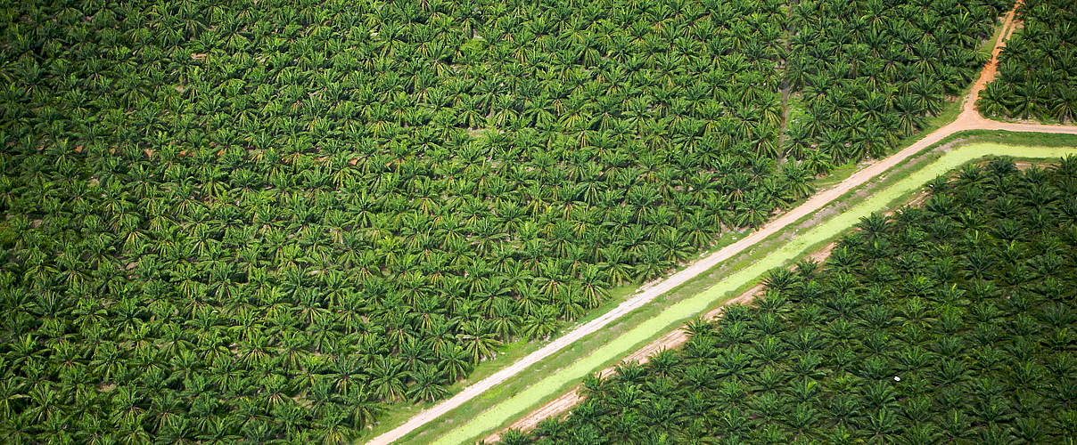 Luftaufnahme Palmölplantage Malaysia © Tim Laman / WWF