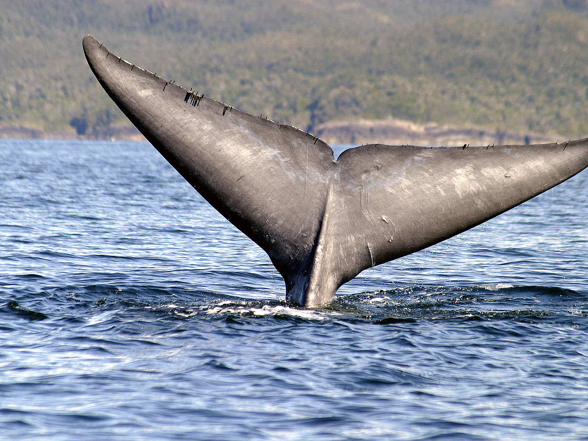 Schwanzflosse eines Blauwals © Francisco Viddi / WWF