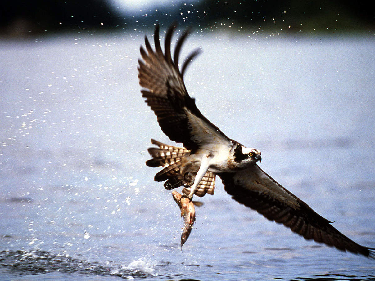 Fischadler mit Beute © Fritz Pölking / WWF