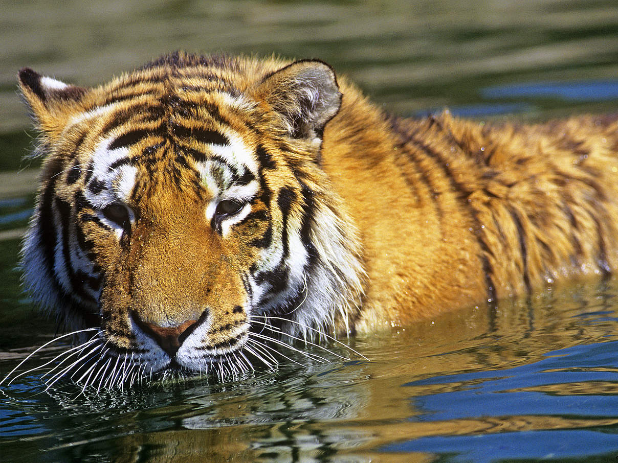 Amur-Tiger schwimmt im Wasser © David Lawson / WWF UK