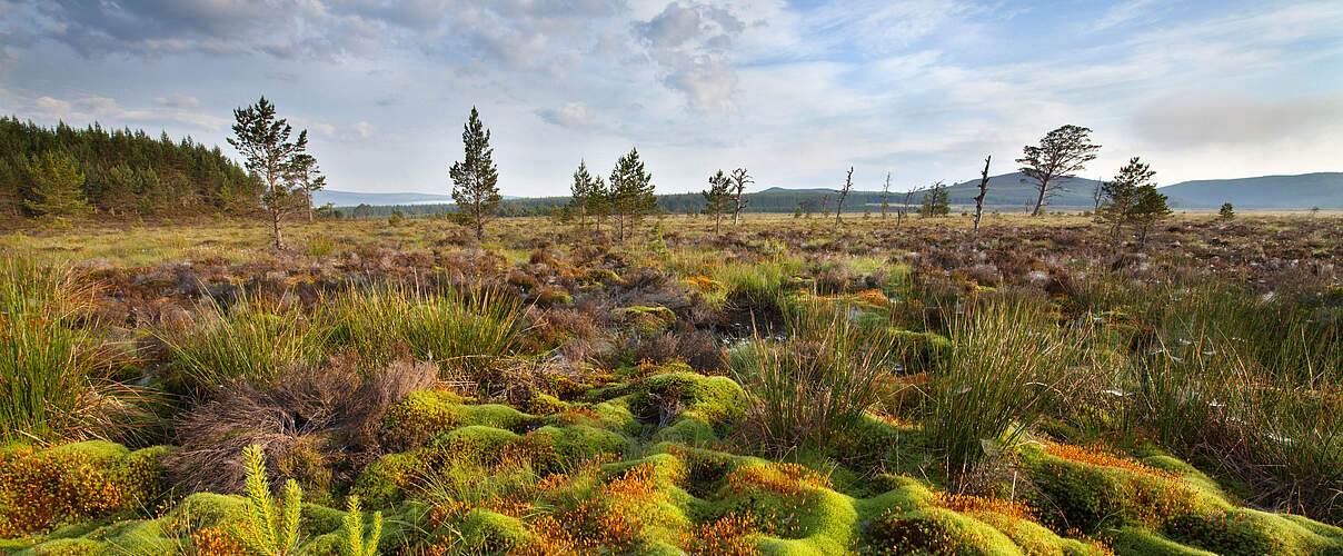Moosbedecktes feuchtes Moorgebiet © scotlandbigpicture.com / WWF UK
