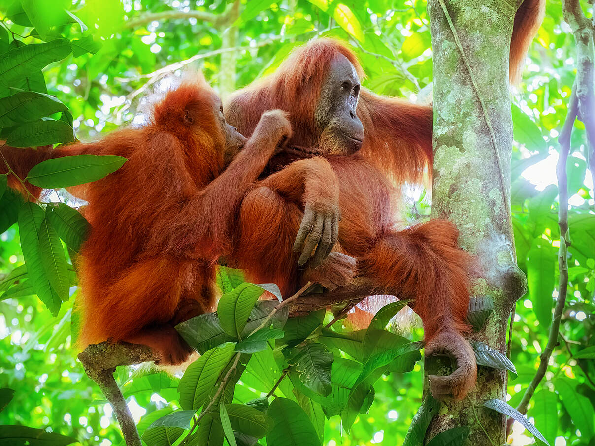 Orang-Utans auf Sumatra © Shutterstock / Perfect Lazybones / WWF-Sweden