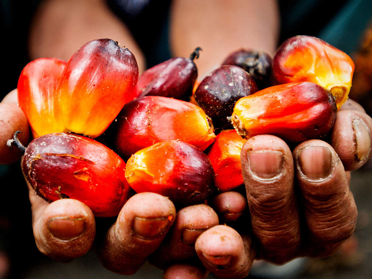 Palmöl Früchte auf einer Plantage in Sumatra mit EDEKA Logo © James Morgan / WWF International