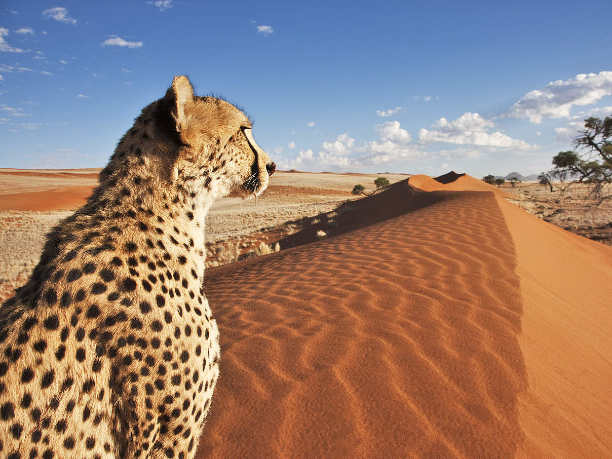 Gepard in Namibia © Martin Harvey / WWF