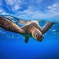 Schildkröte © Shutterstock / Willyam Bradberry / WWF 