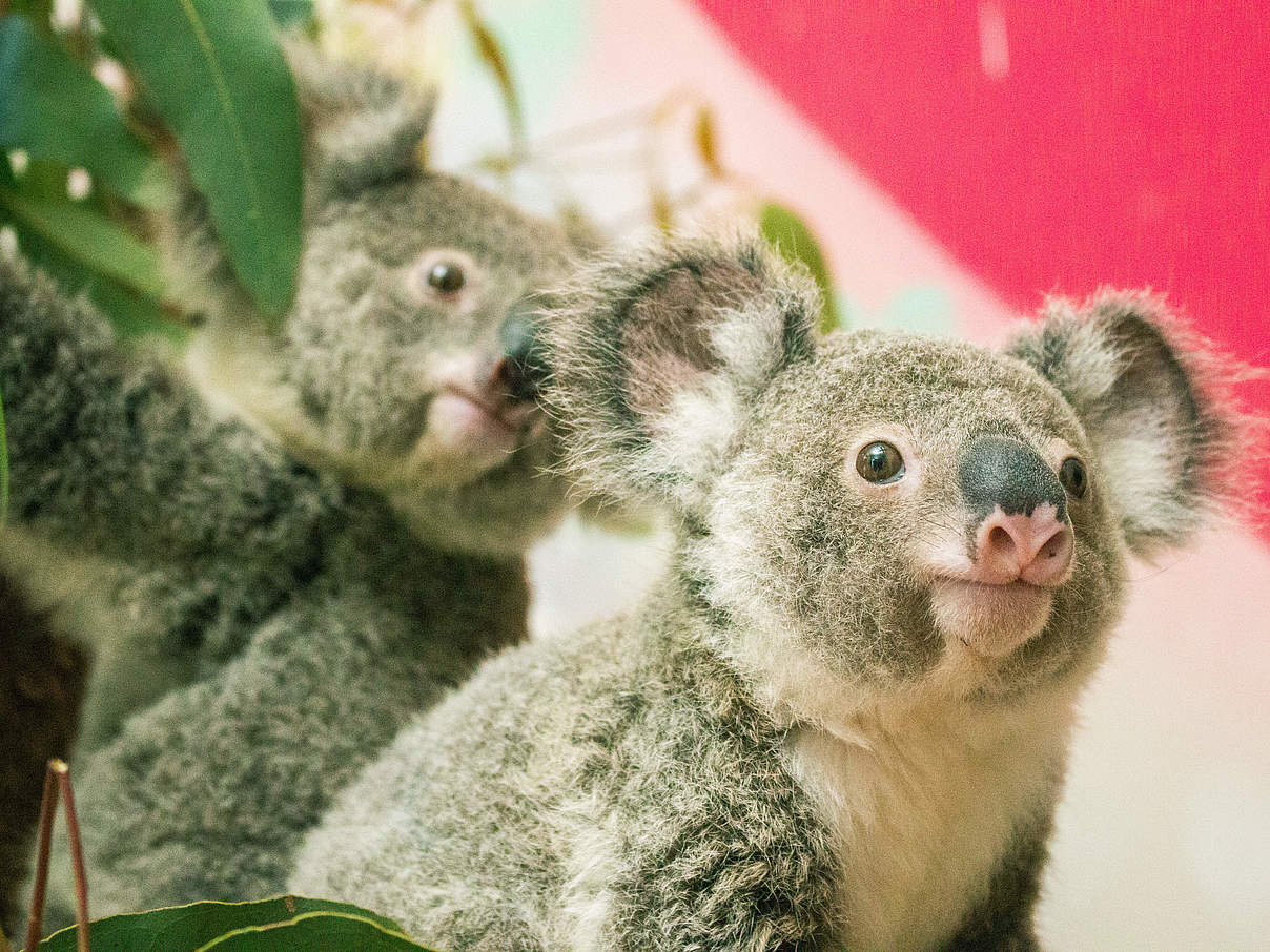 Die Koalas Annie-Sue & Eli © WWF Australien