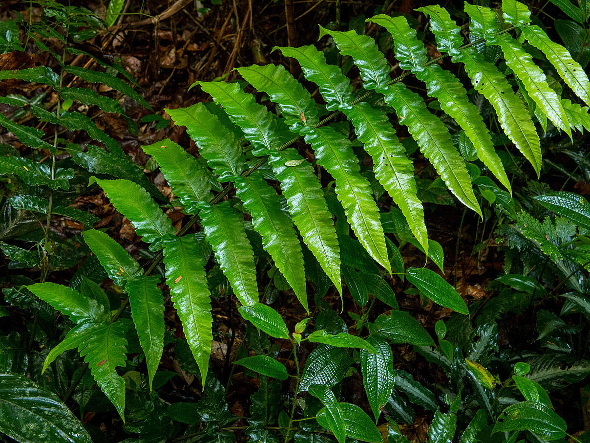 Sumatra-Regenwald © Neil Ever Osborne / WWF USA