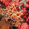 Gorgonenhaupt im Kaltwasserkorallenriff Norwegens © Erling Svensen / WWF