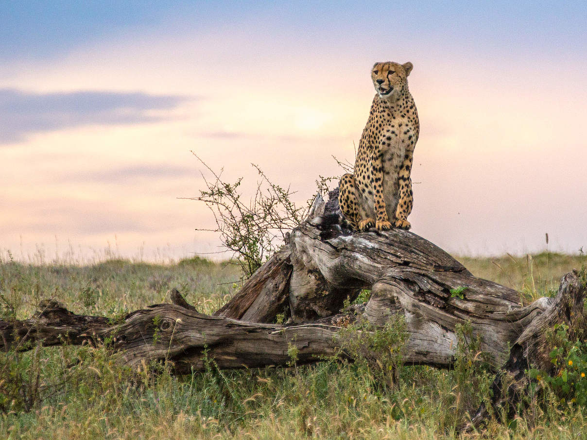 Gepard in der Serengeti in Tansania © Susan Leece