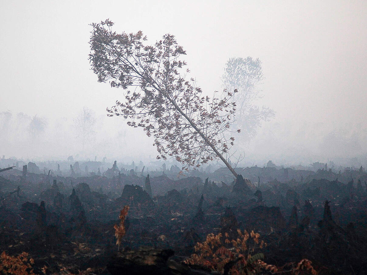 Abgebranntes Moorgebiet, Indonesien © Matthew Lee / WWF