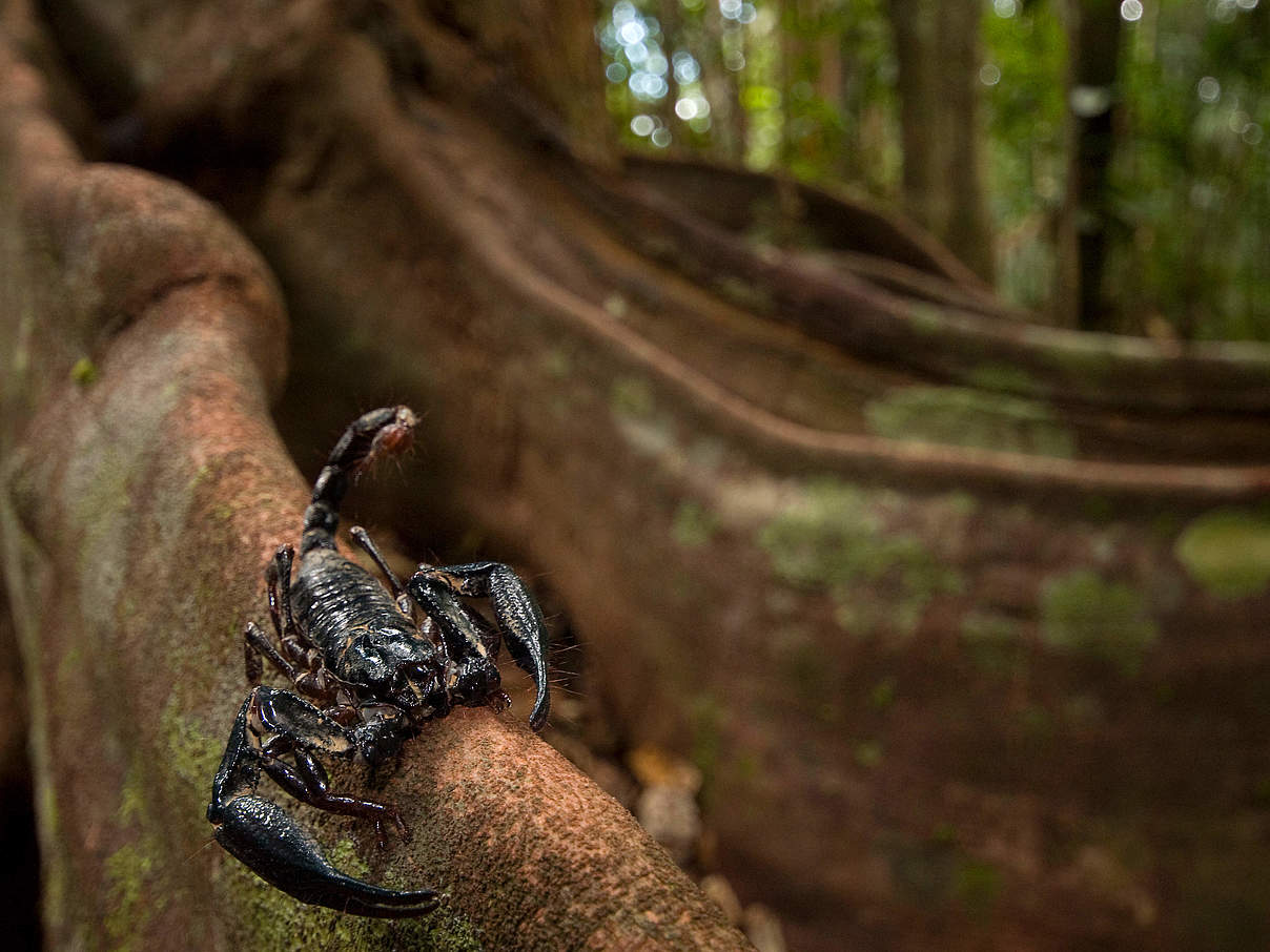 Skorpion © naturepl.com / Edwin Giesbers / WWF