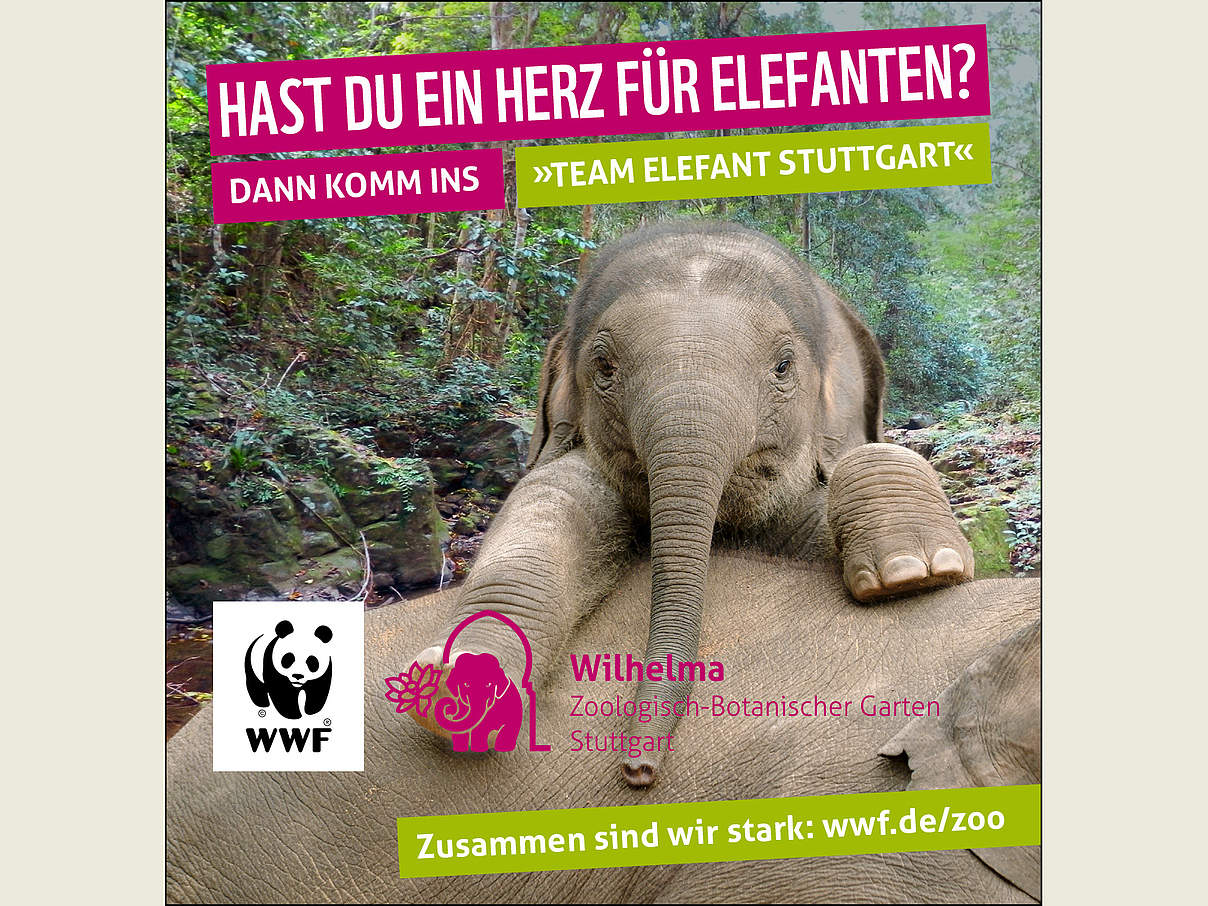 Freianzeige WWF Wilhelma TeamElefant © WWF