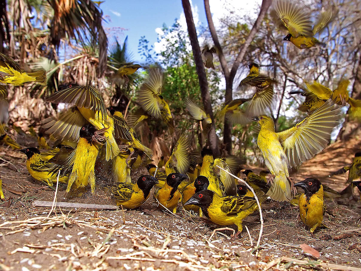 Ein Schwarm Webervögel im Selous Wildreservat © Michael Poliza / WWF