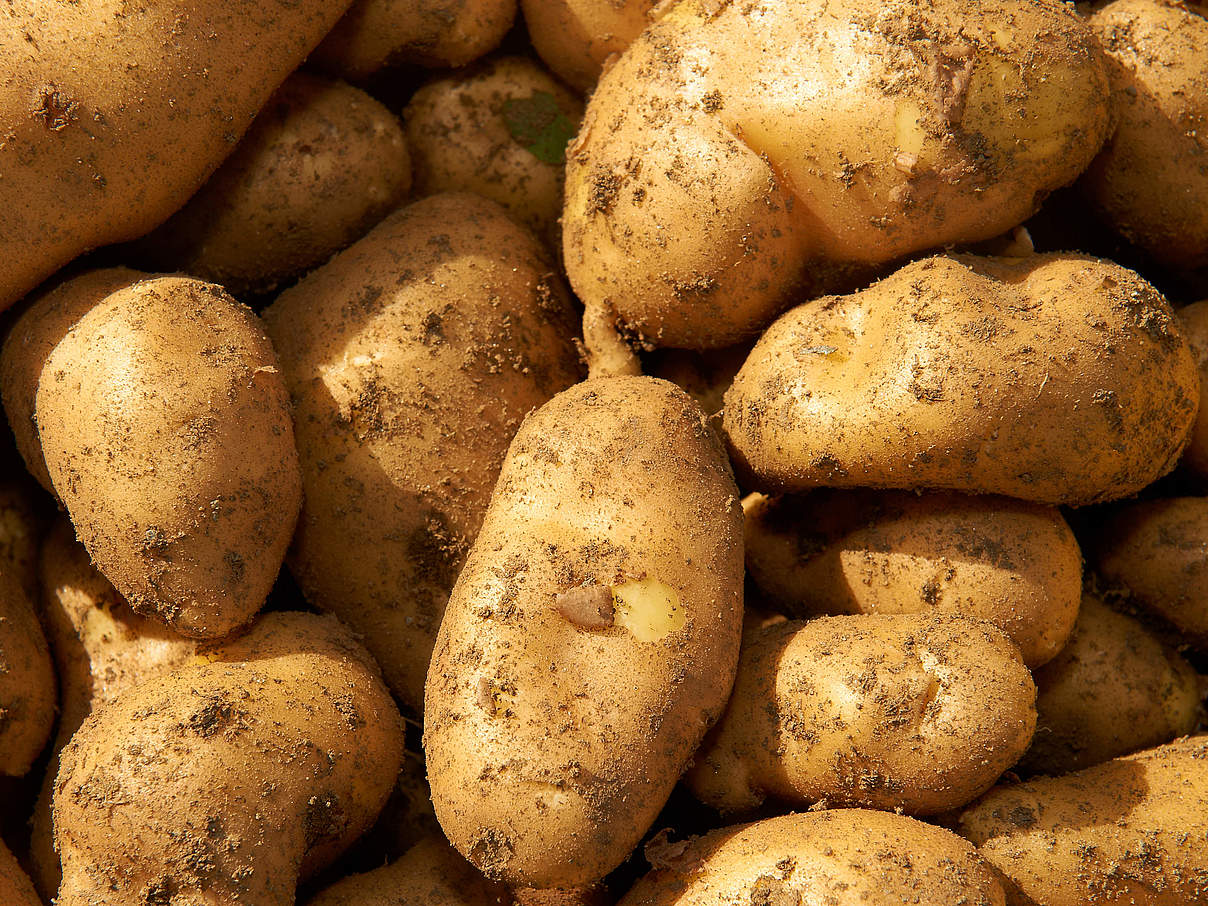 Kartoffeln © Ola Jennersten / WWF Schweden