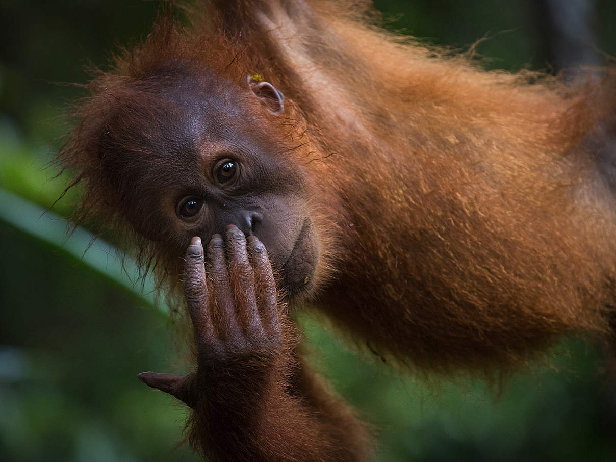 Sumatra-Orang-Utan © Christy Frank