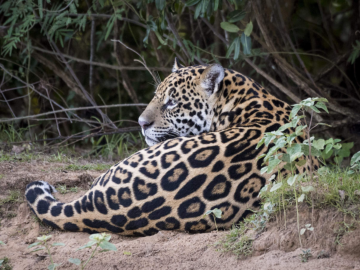 Jaguar © Richard Barrett / WWF-UK