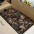 Beschlagnahmte Pangolin-Schuppen © Andy Isaacson / WWF-US