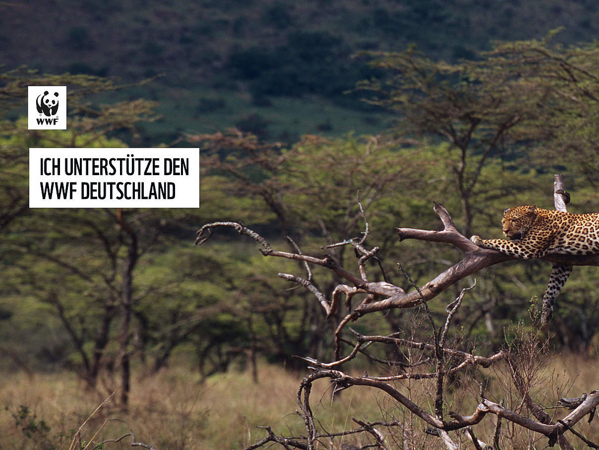 Leopard im Baum © Fritz Poelking / WWF