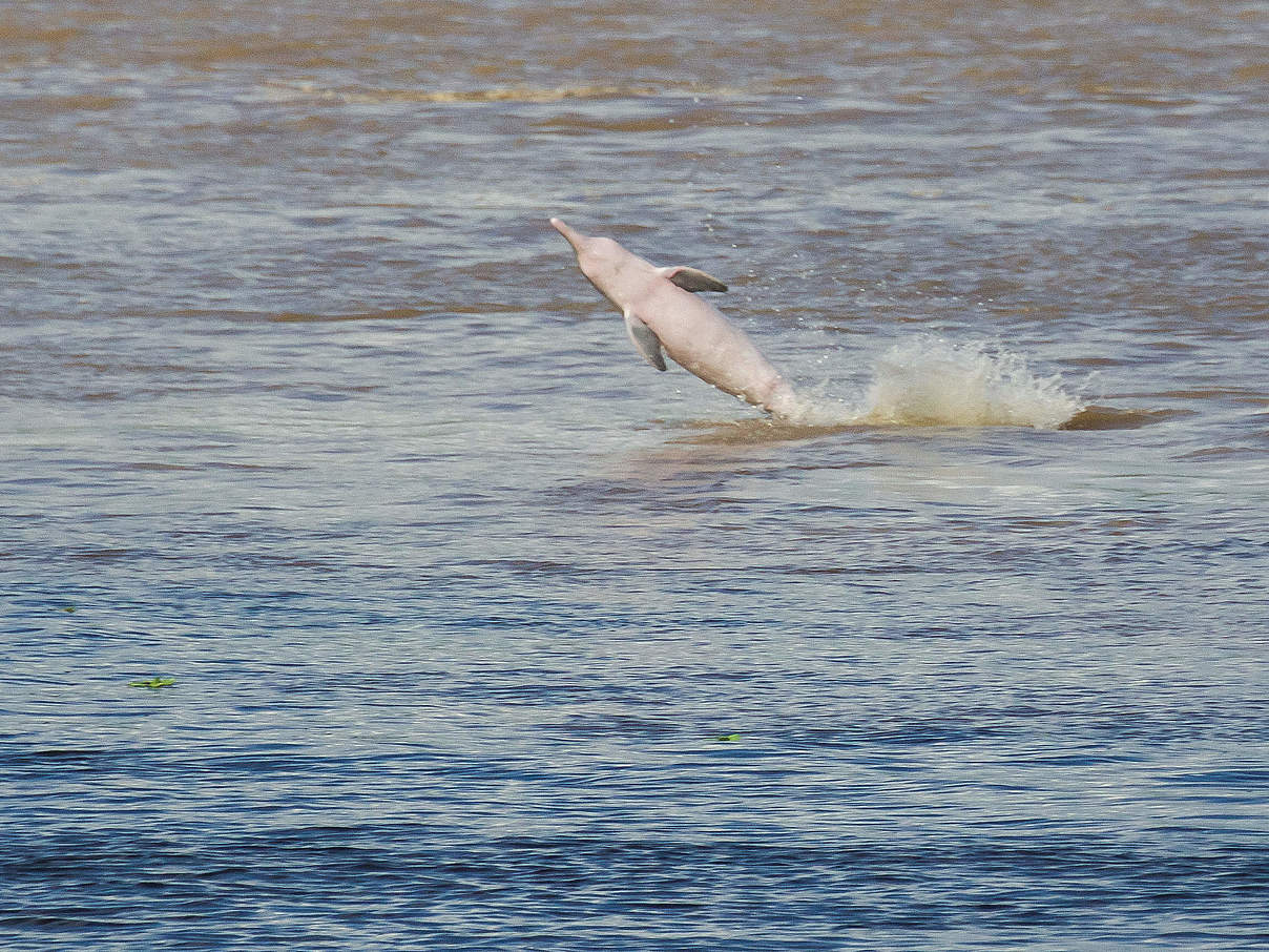 Ein Flussdelphin im Amazonas © Sebastian Castañeda / WWF-Peru