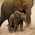Afrikanischer Elefant mit Jungem © Martin Harvey / WWF