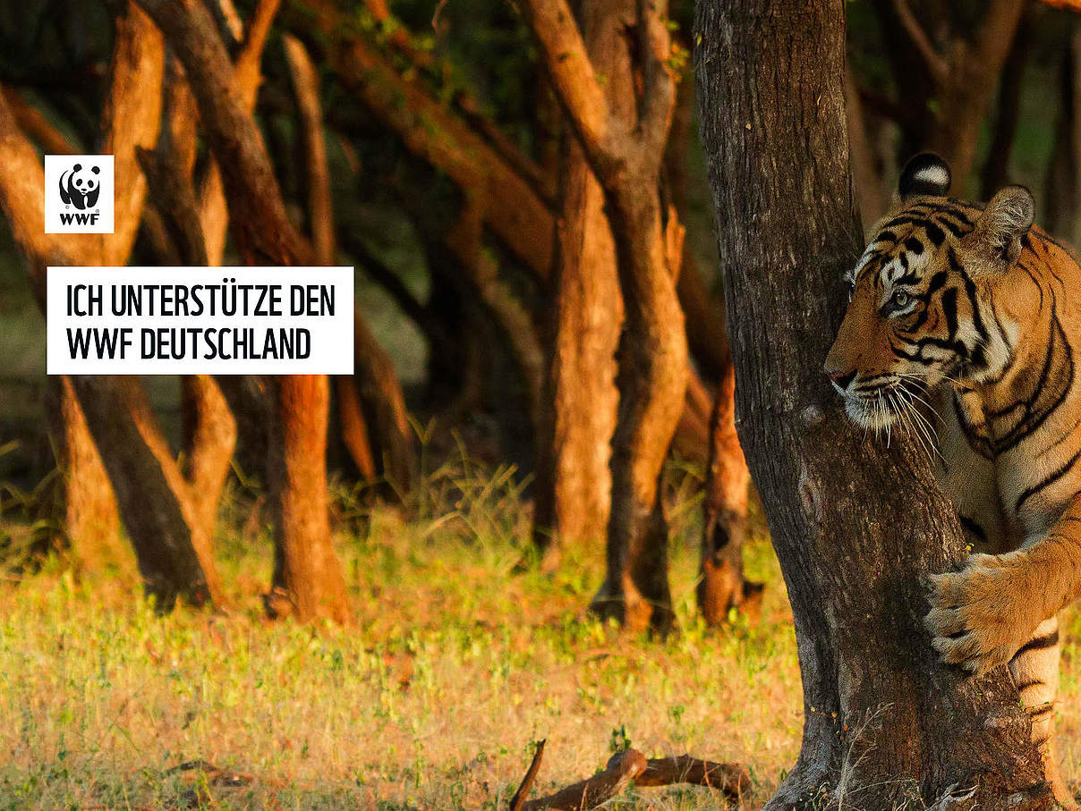 Tiger hinter Baum © Souvik Kundu / WWF