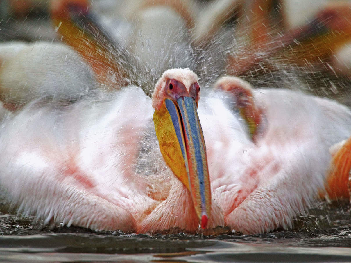 Weißer Pelikan © Martin Harvey / WWF