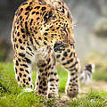 Amur-Leopard mit geöffnetem Maul © Victor Cap / iStock / Getty Images