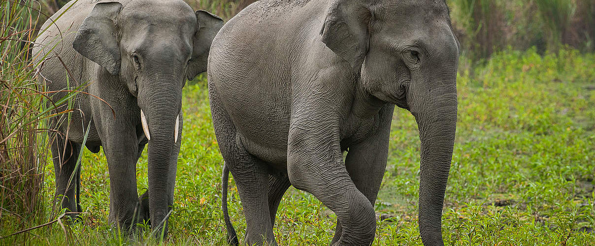 Asiatische Elefanten © Ola Jennersten / WWF Schweden