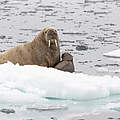 Walross mit Kalb © Richard Barrett / WWF-UK