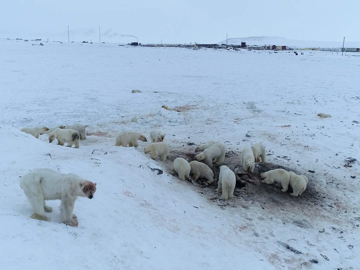 Eisbären suchen Futter gefährlich nah an der Siedlung Chukotka © Maxim Dyominov / WWF Russia