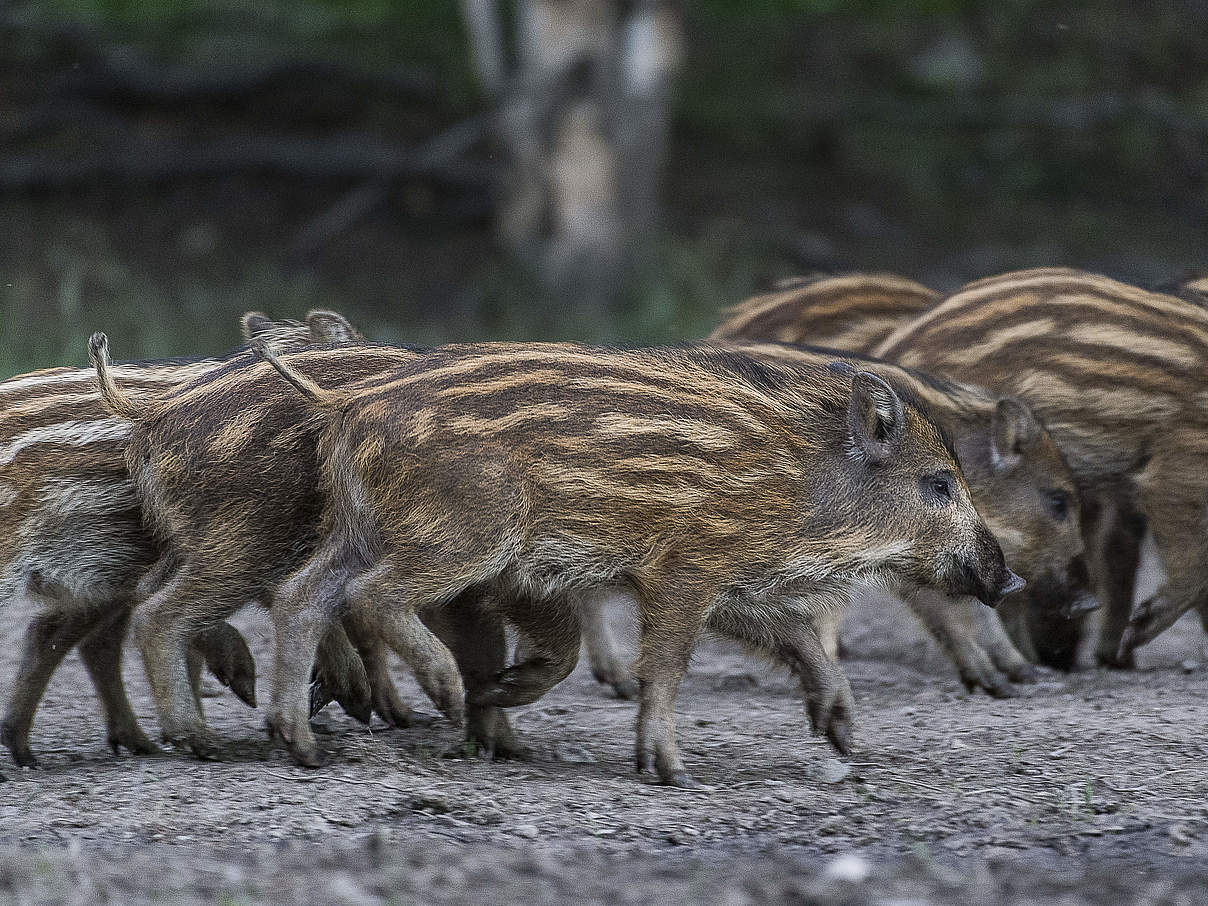 Wildschwein-Frischling © Ola Jennersten / WWF Schweden
