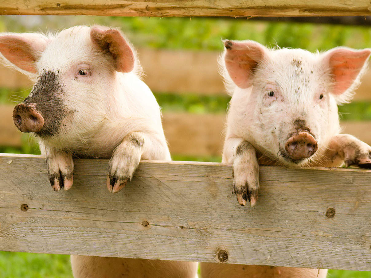 Schweine am Zaun © PahaM / iStock / Getty Images Plus