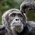 Schimpanse in Uganda © Julia Cumes