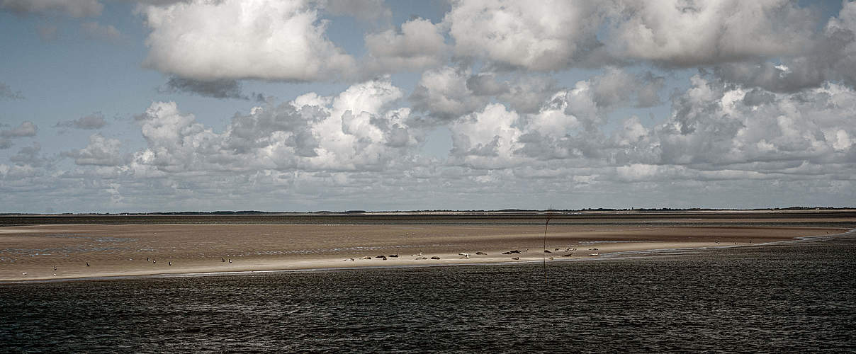 Wattenmeer Küste © Claudi Nir / WWF