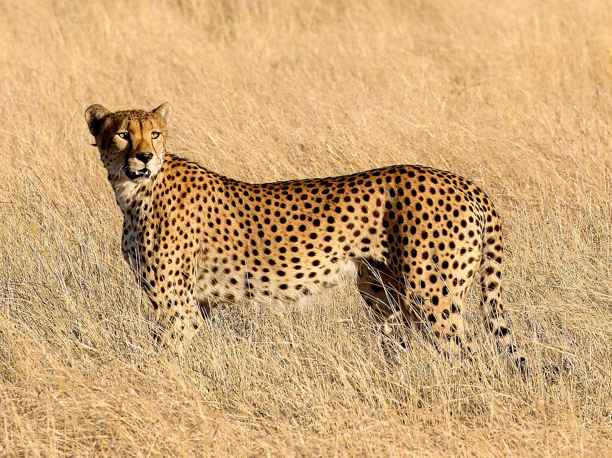 Gepard im Kalahari-Schutzgebiet, Botswana © WWF-US / Jeff Muller